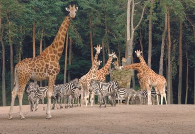 Burgers Zoo